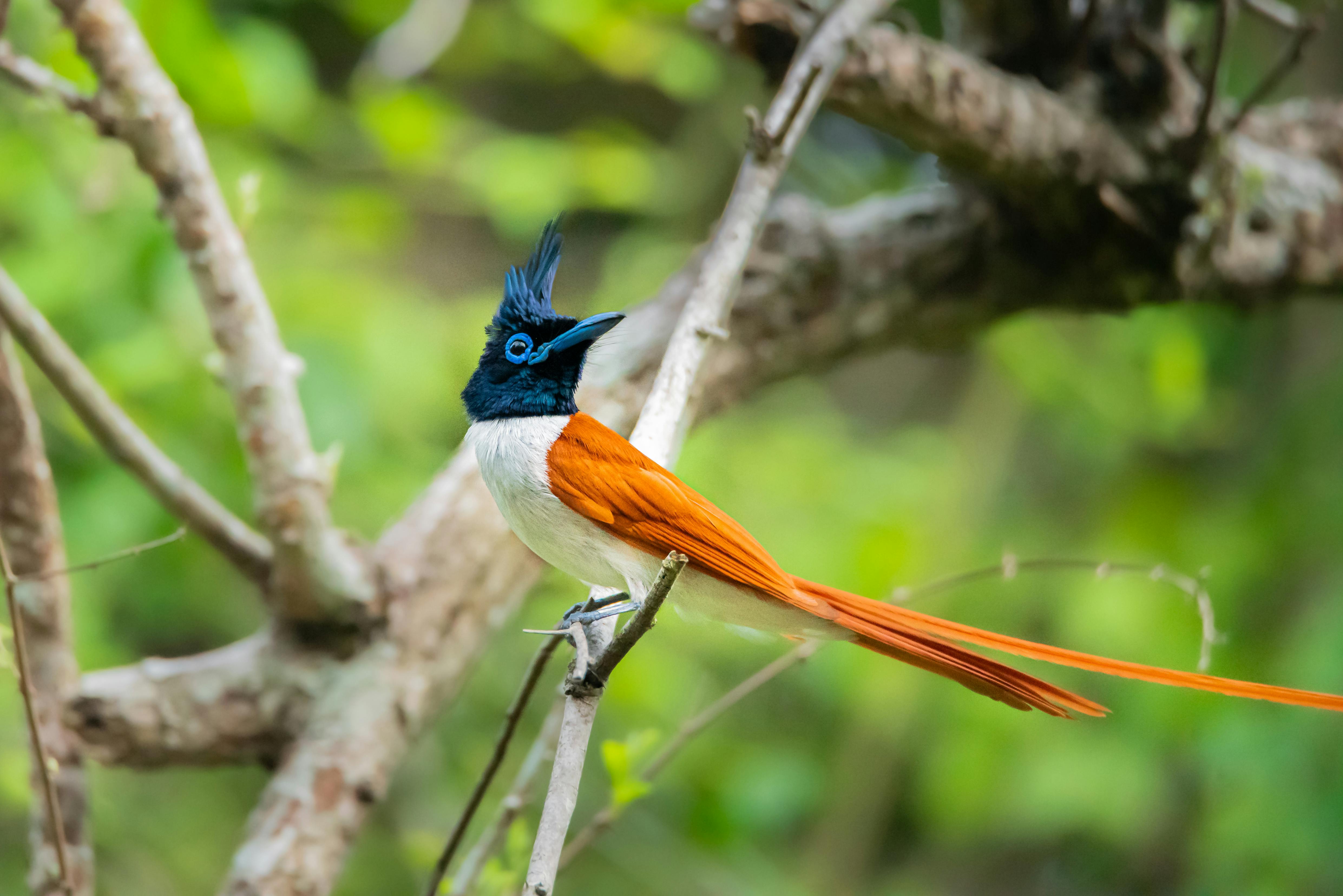 Paradise Flycatcher Bird